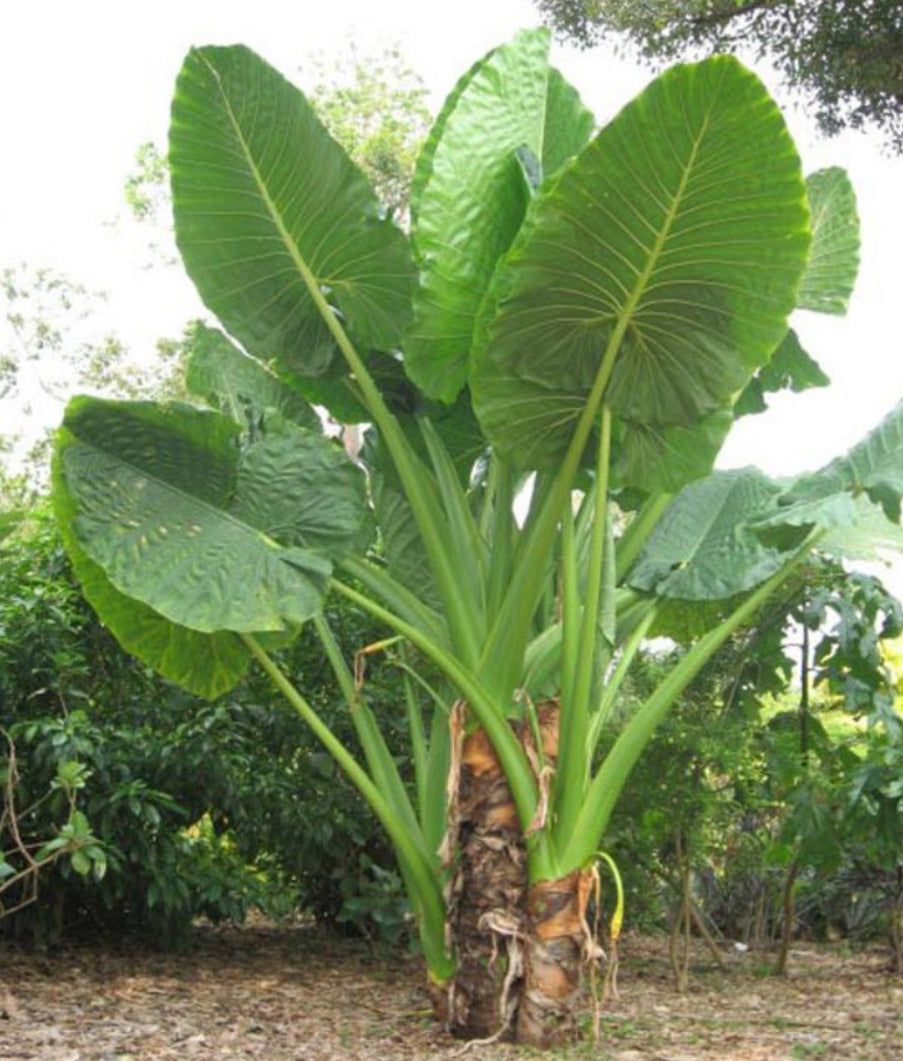 Alocasia Borneo King - 4in