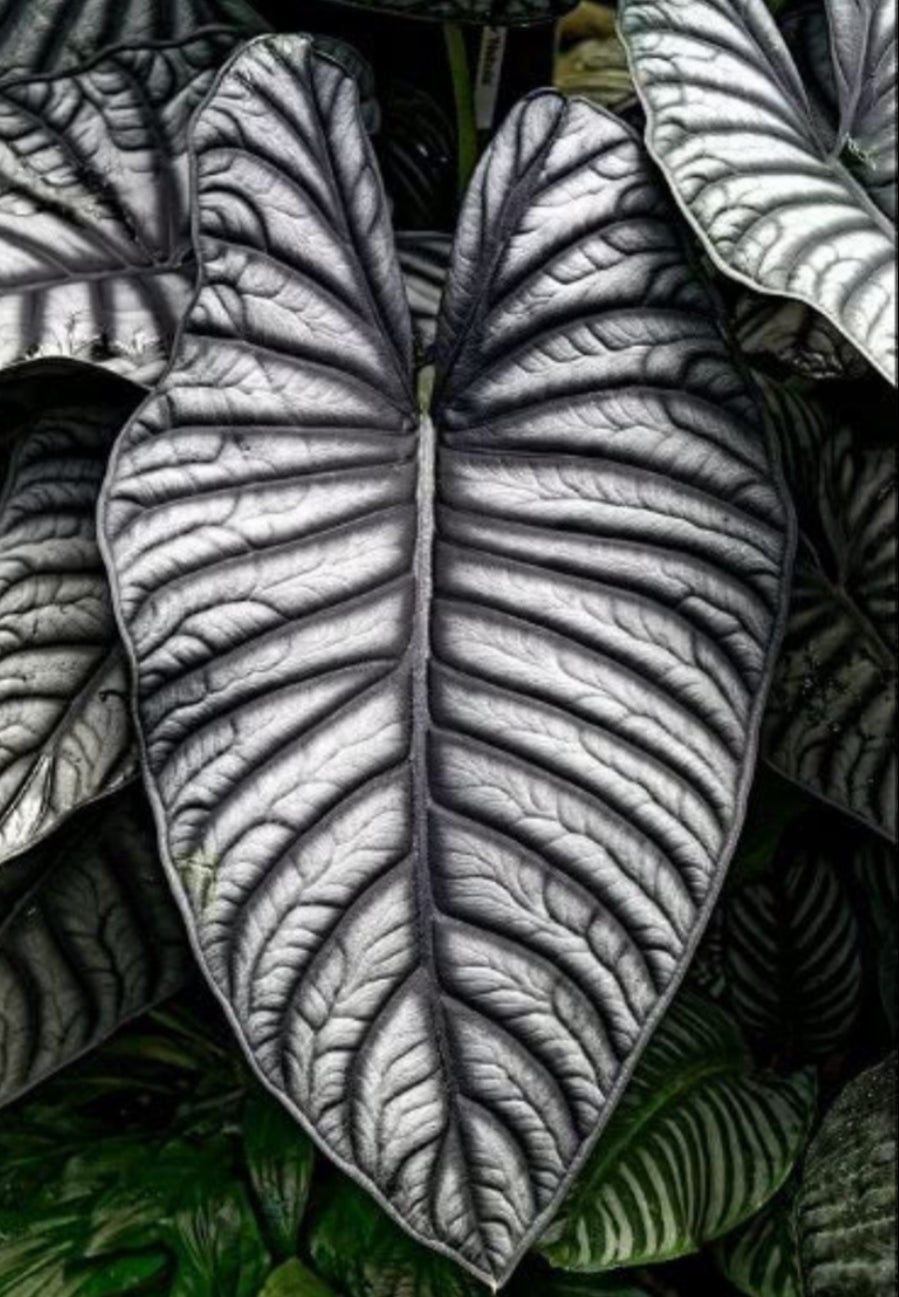 Alocasia Nebula Imperialis - 4in