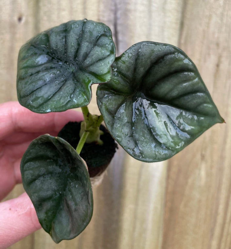 Alocasia Nebula Imperialis - 4in