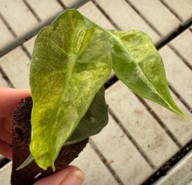 Alocasia Polly Aurea Variegated - 4in