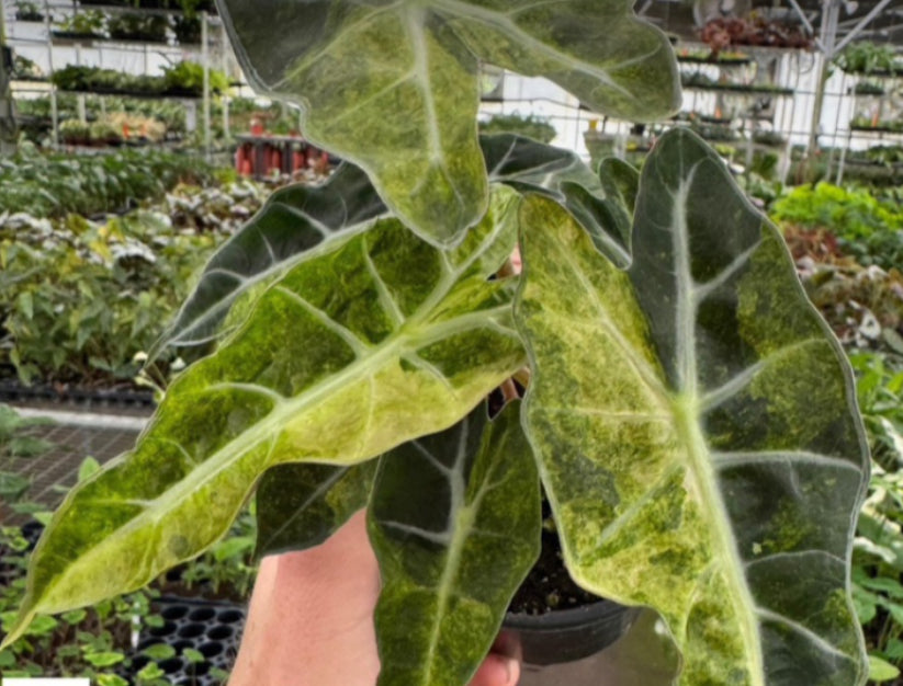 Alocasia Polly Aurea Variegated - 4in