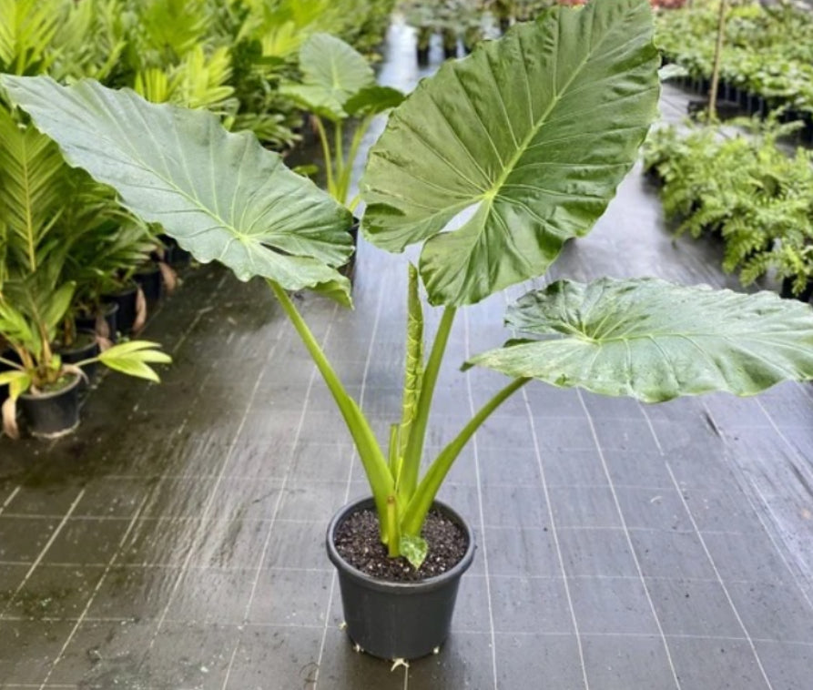 Alocasia Calidora - 4in