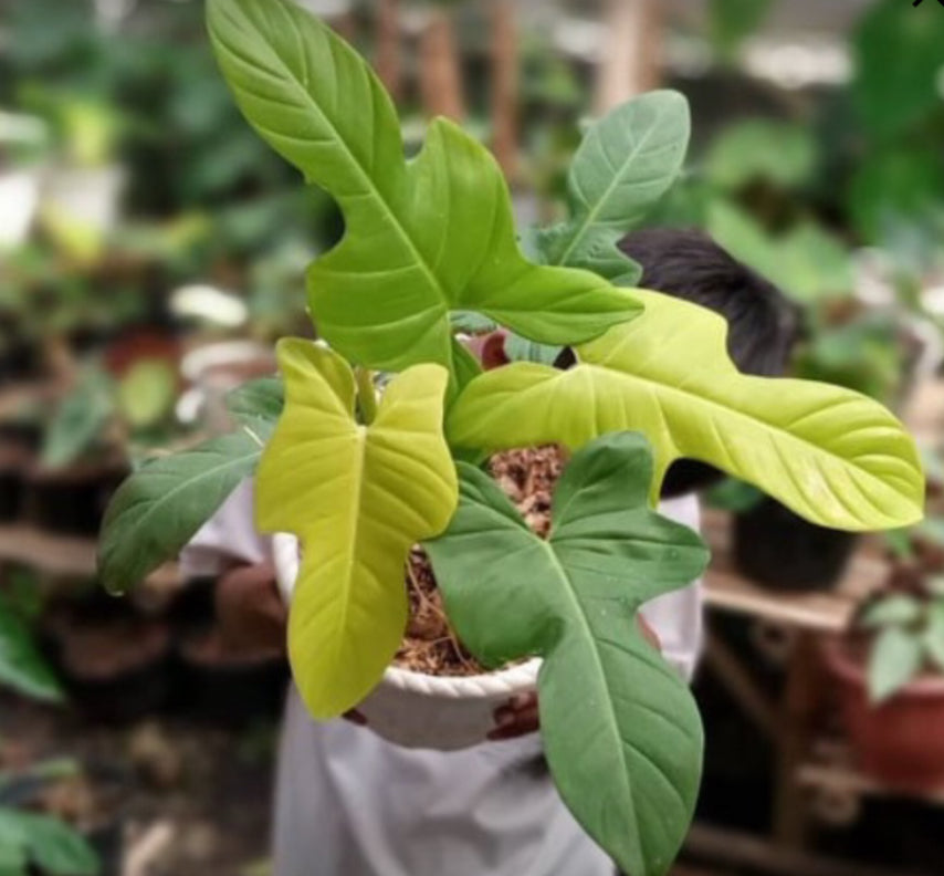 Philodendron Bipennifolium Aurea - 4in