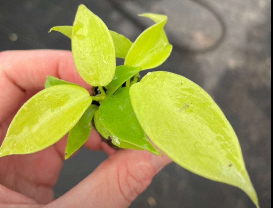 Philodendron Bipennifolium Aurea - 4in