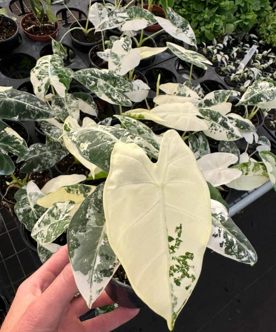 Alocasia Frydek