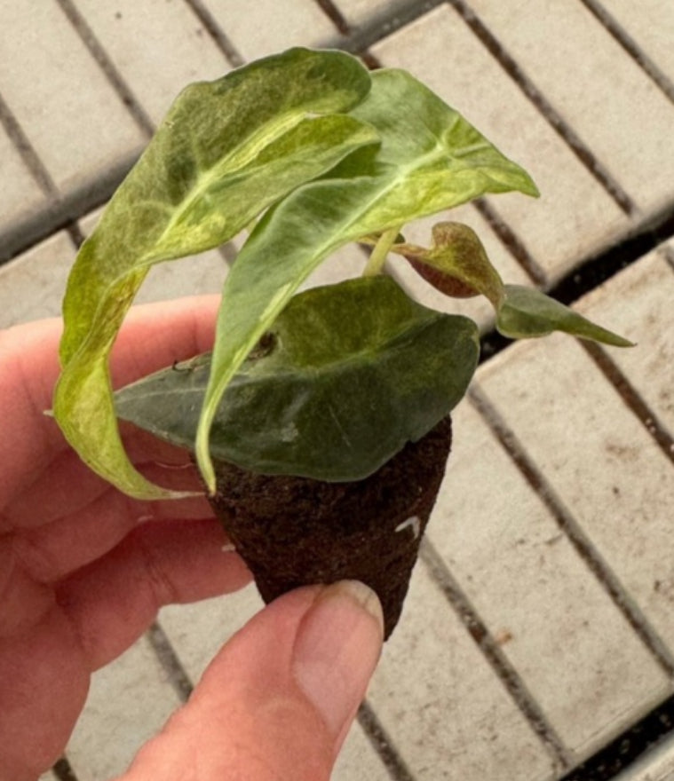 Alocasia  Polly Aurea Variegated (4")