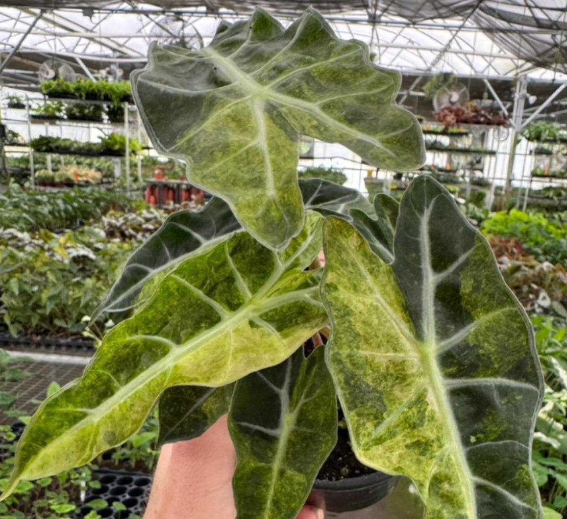 Alocasia  Polly Aurea Variegated (4")