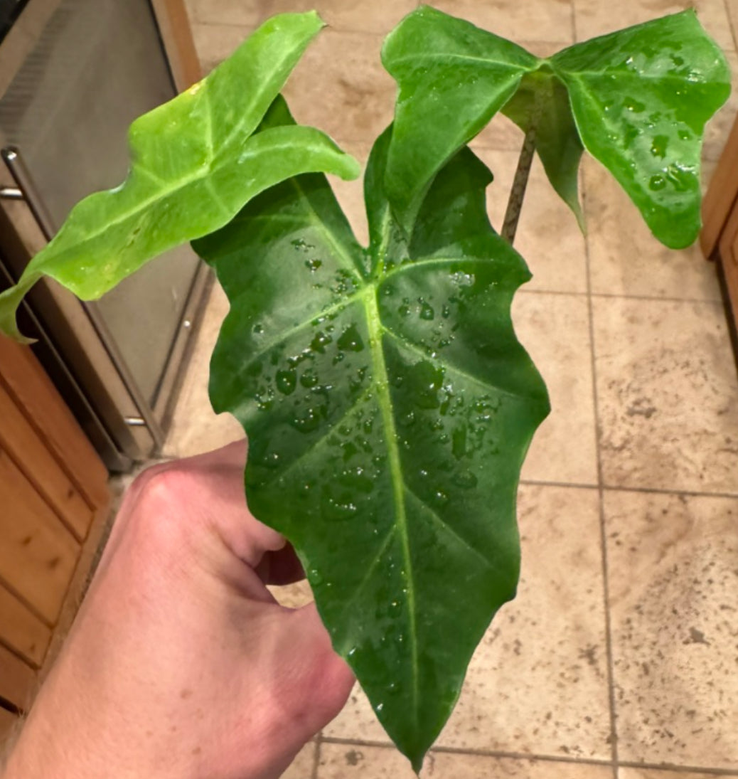 Alocasia Golden Dragon  (4")