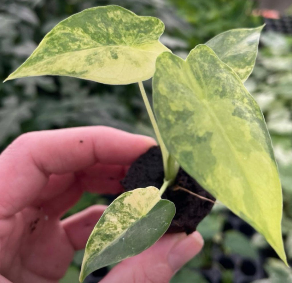 Alocasia Yellow Gageana Variegated (4")