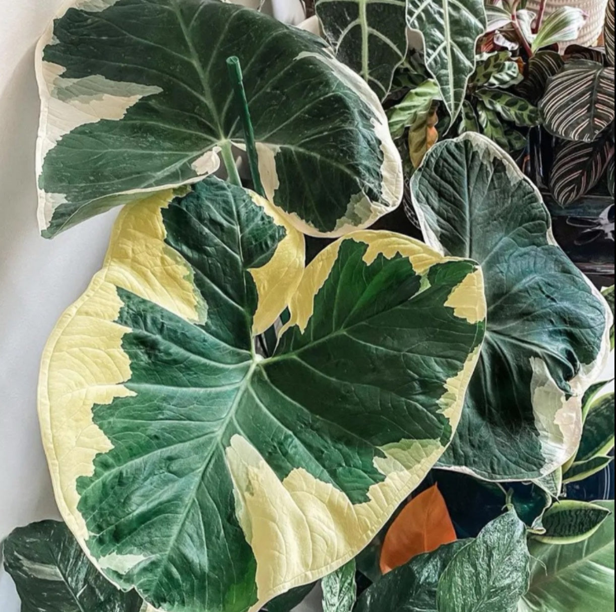 Alocasia Mickey Mouse (4")