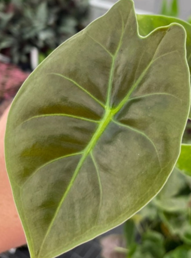 Alocasia Golden Bone - 4in