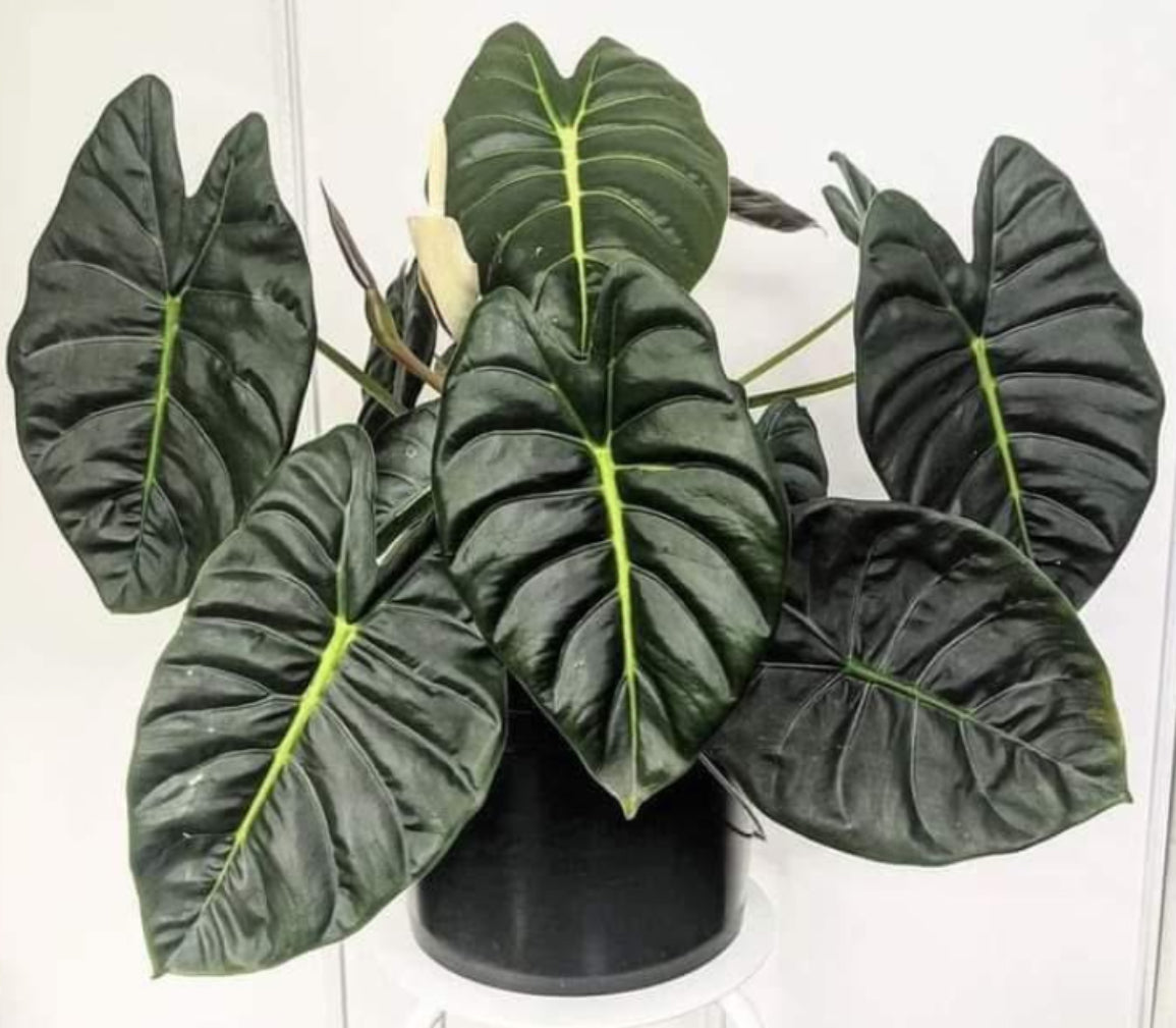 Alocasia Golden Bone - 4in