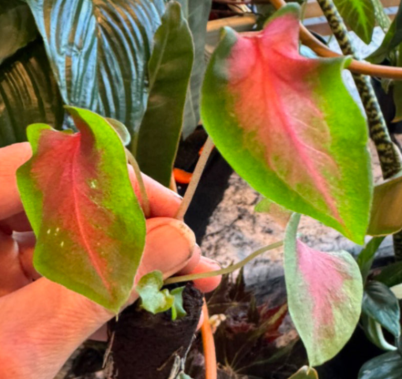 Caladium Fairy Tale Princess