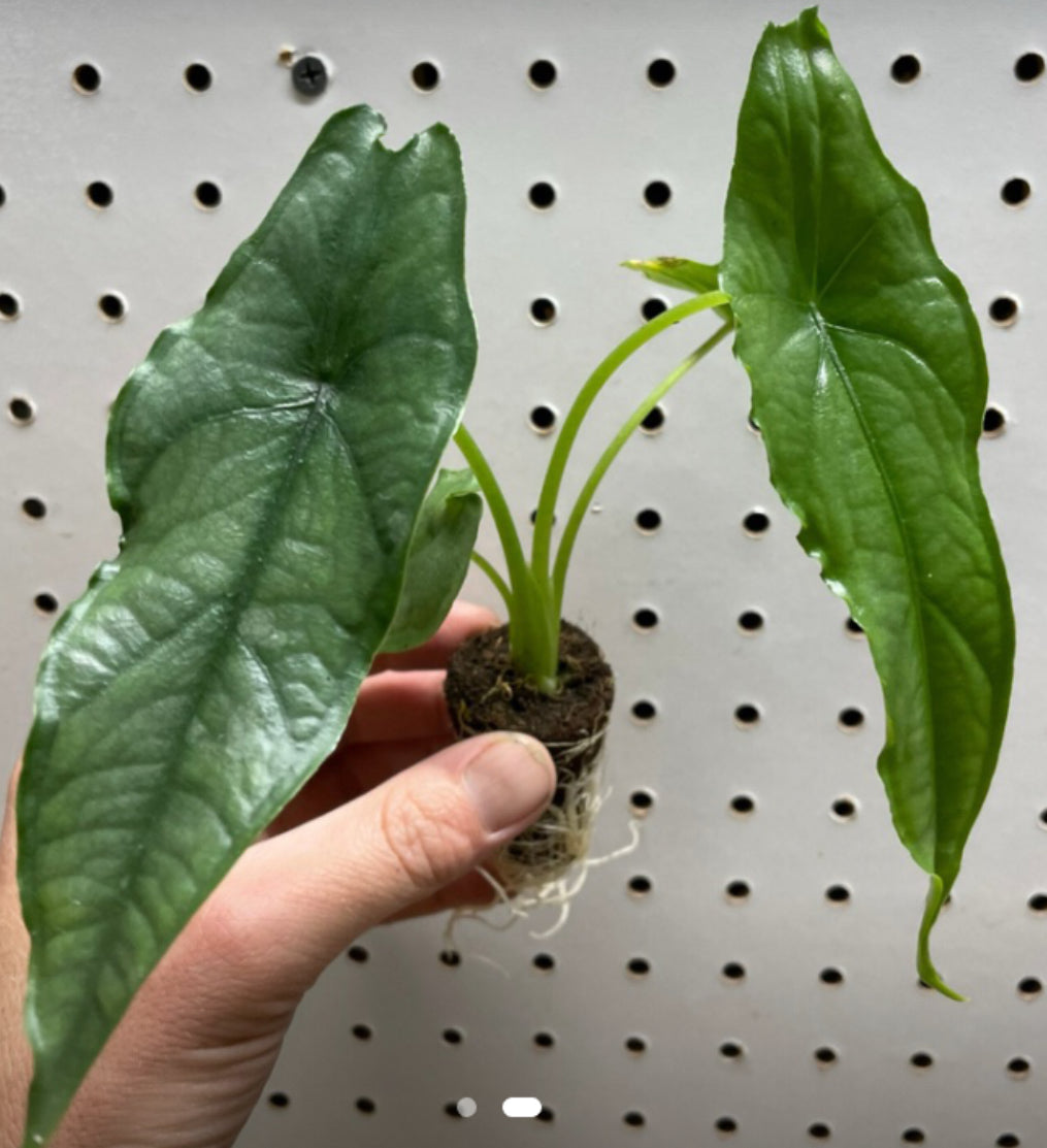 Alocasia Dragons Breath