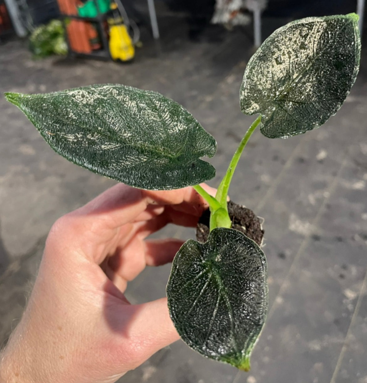 Alocasia Antoro Velvet (4")