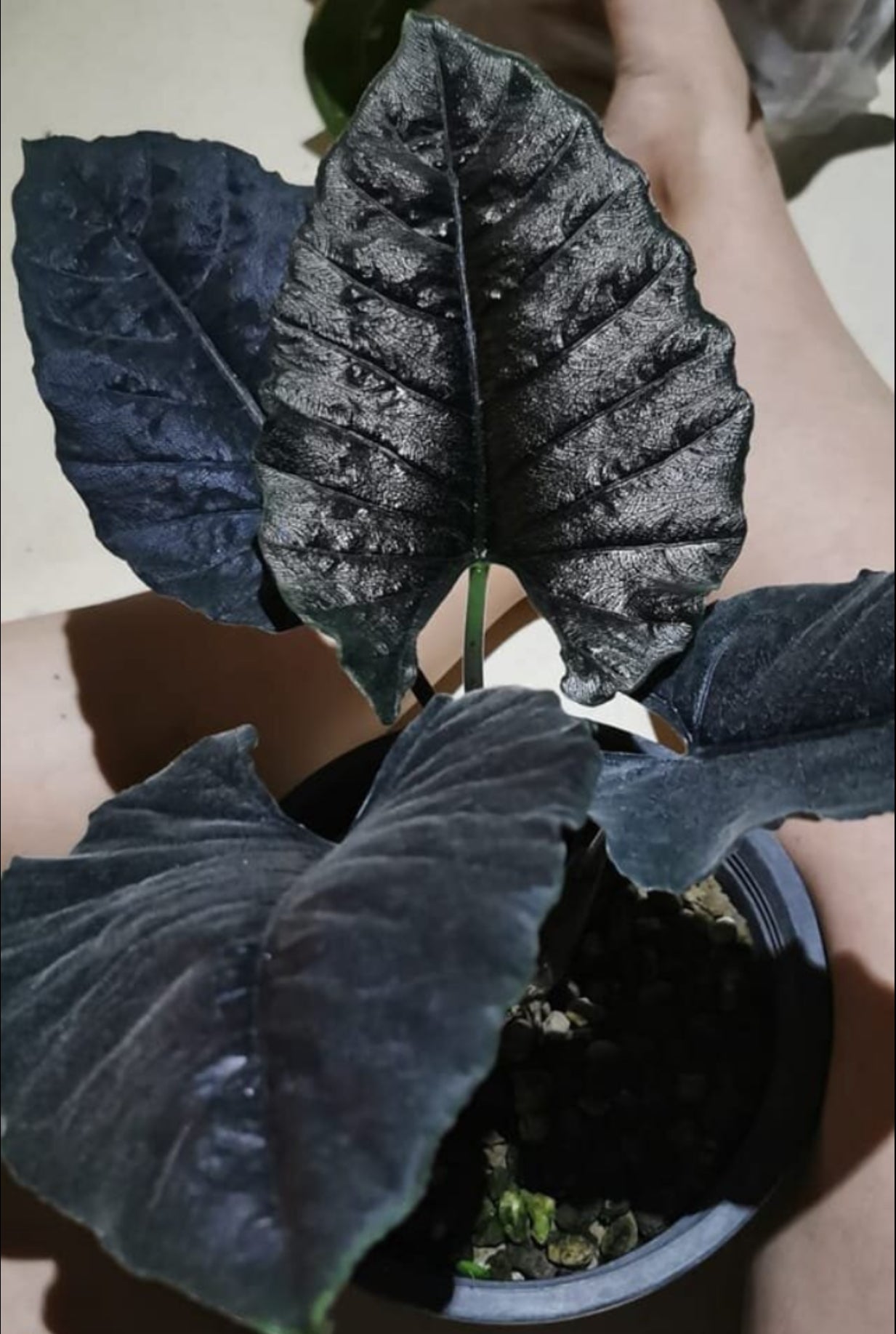 Alocasia Antoro Velvet (4")