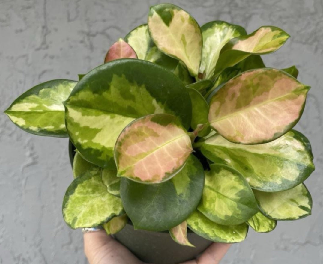 Hoya Lisa - 04in