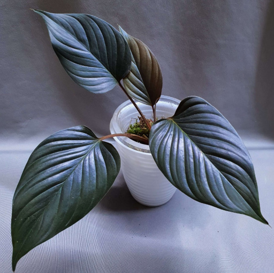 Homalomena Black (4")
