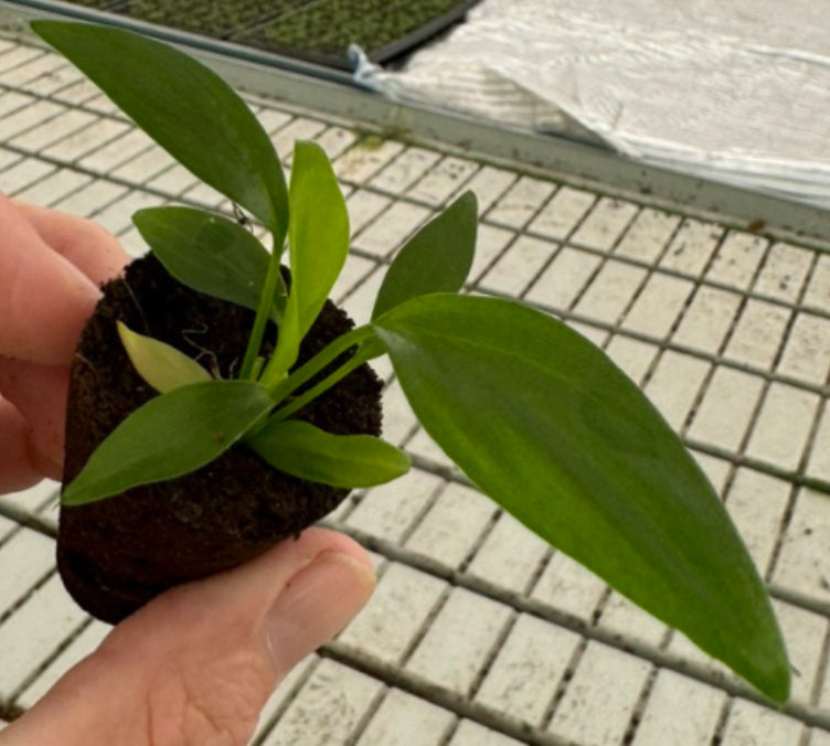 Homalomena Black