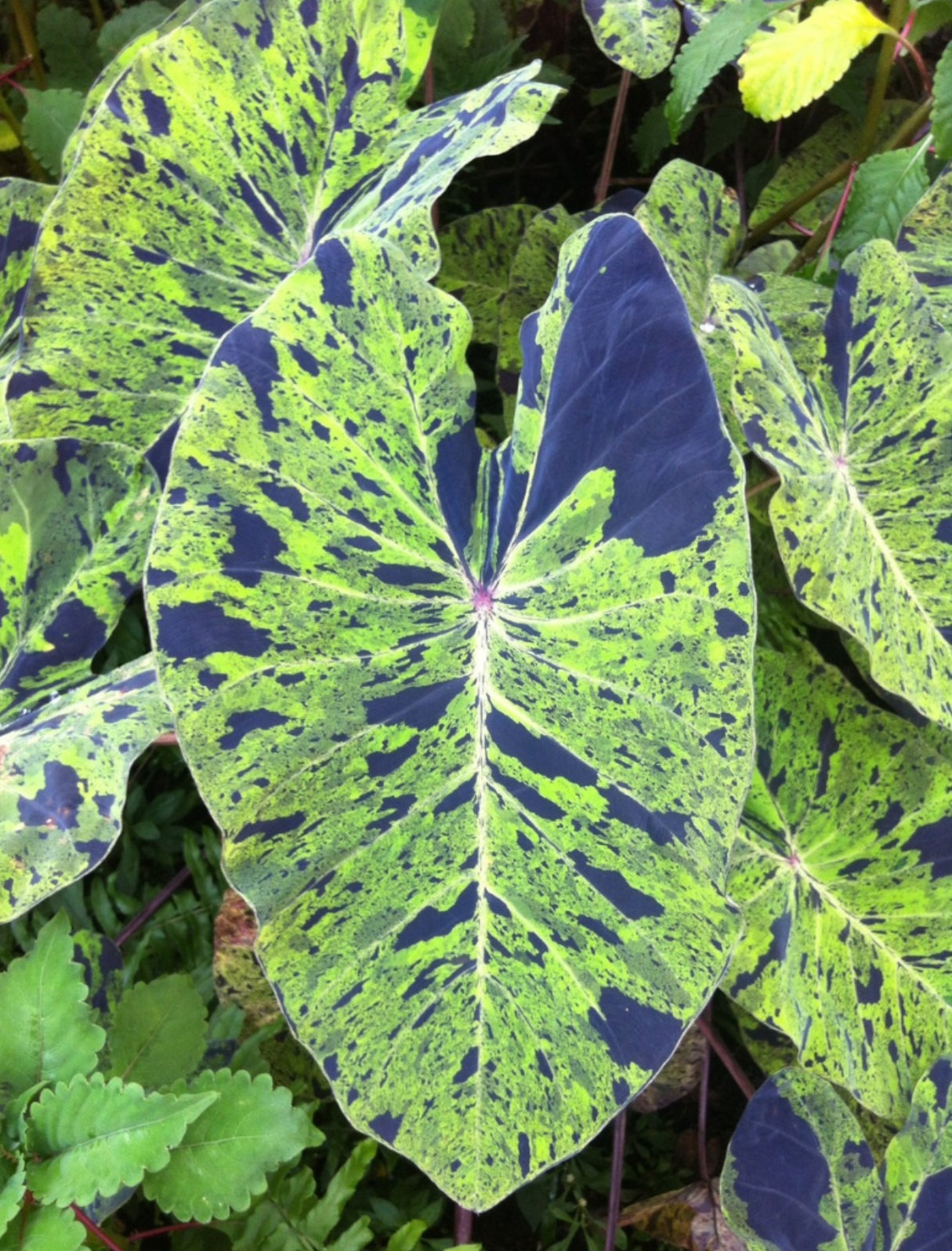 Colacasia Mojito (4”)