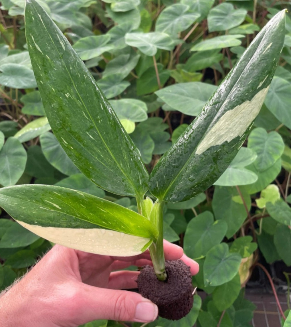 Monstera Standleyana Albo