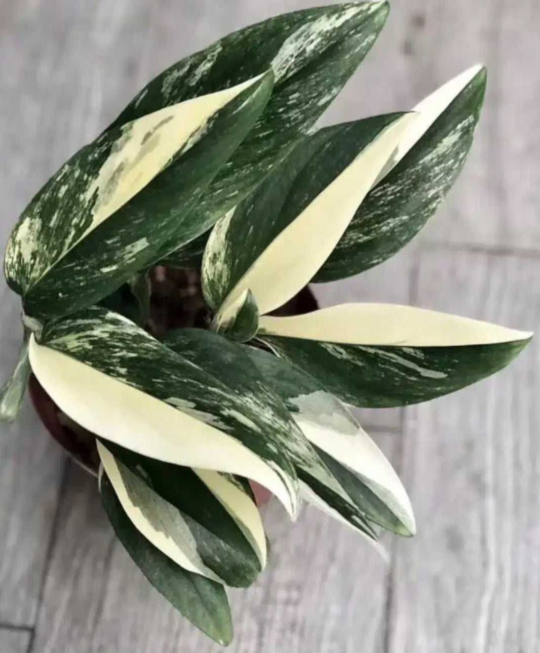Monstera Standleyana Albo - 4in
