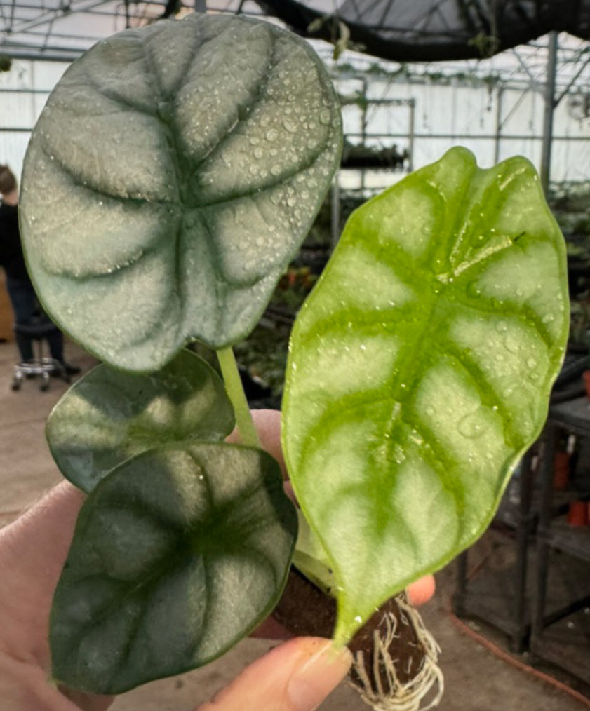 Alocasia Silver Dragon  (4")
