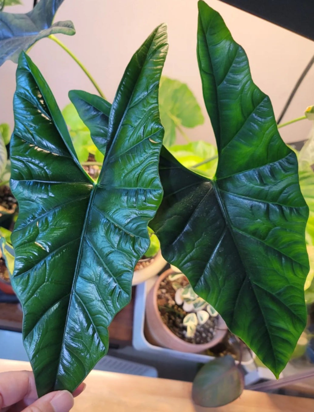 Alocasia simply “Quilted Dream X Lukiwan