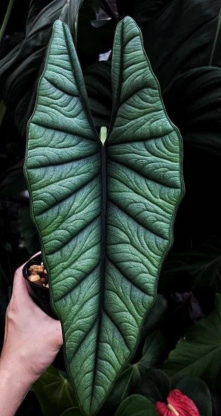 Alocasia Platinum Bisma (4”)