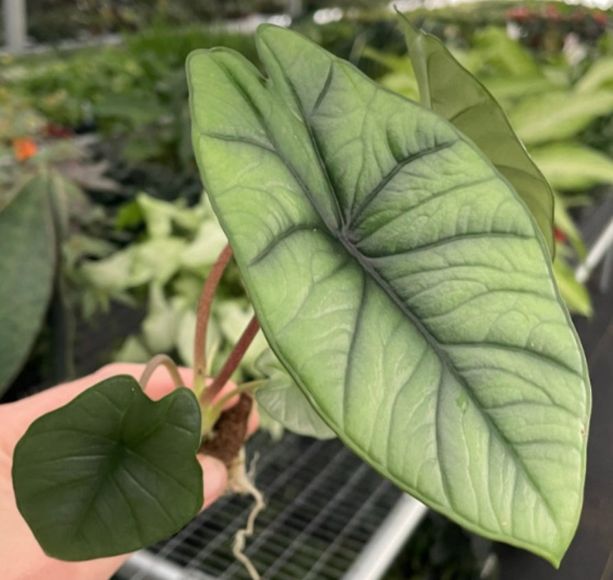 Alocasia Platinum Bisma (4”)