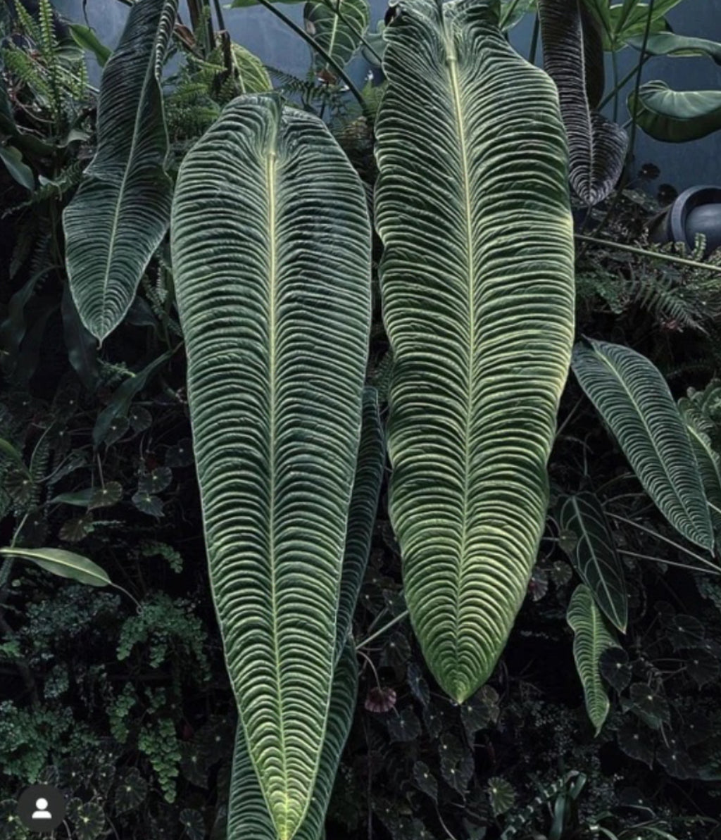 Anthurium King “Veitchii” - 4in