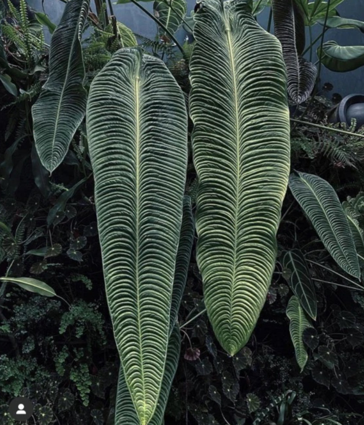 Anthurium King “Veitchii” - 4in