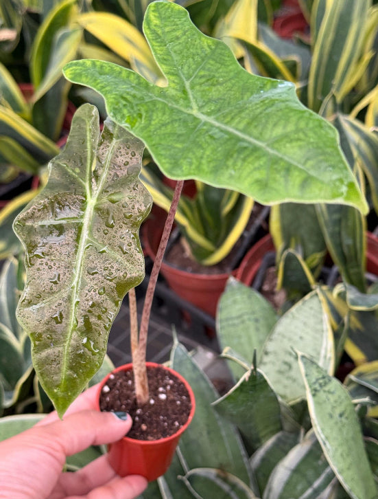 Alocasia Pseudo Sanderiana Xl - 04in