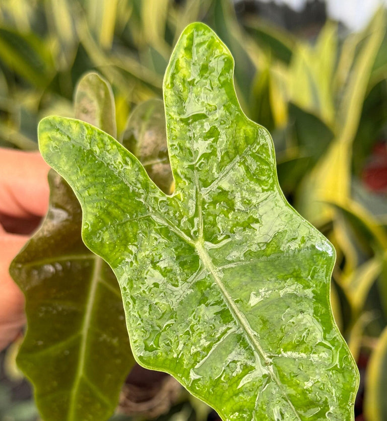 Alocasia Pseudo Sanderiana Xl - 04in