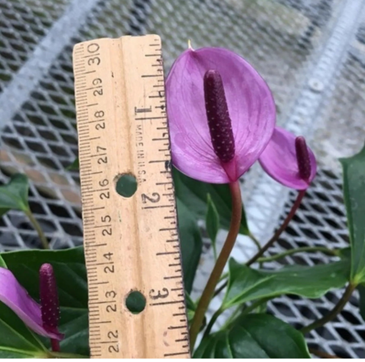 Anthurium Miss June Purple - 4in