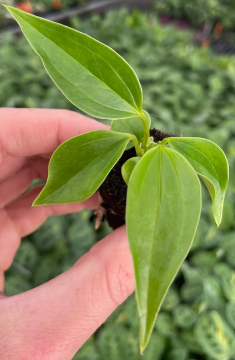 Anthurium Miss June Purple - 4in
