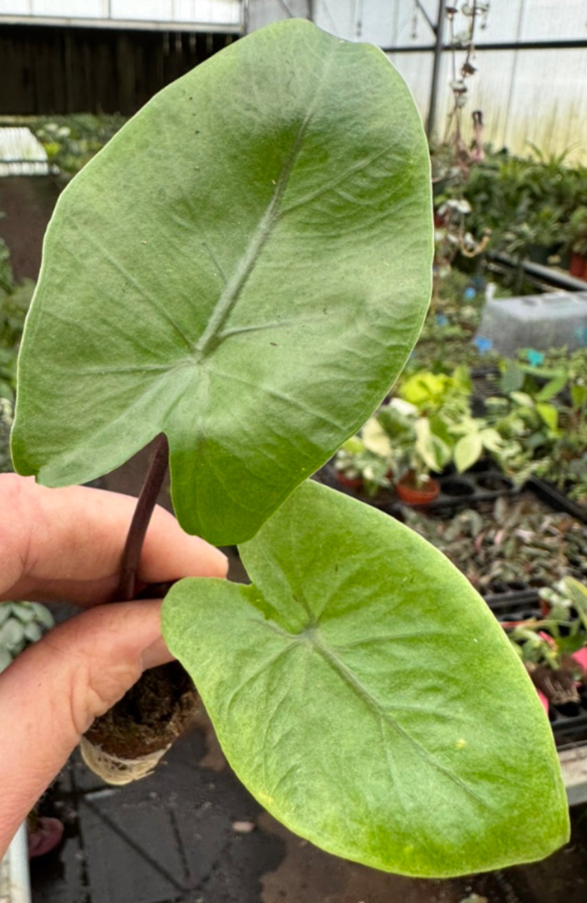 Alocasia Black Stem - 8in