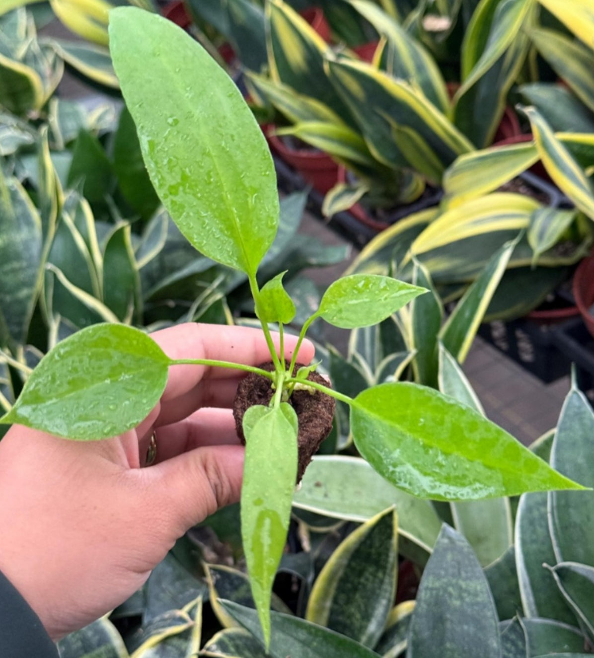Anthurium Vittarifolium