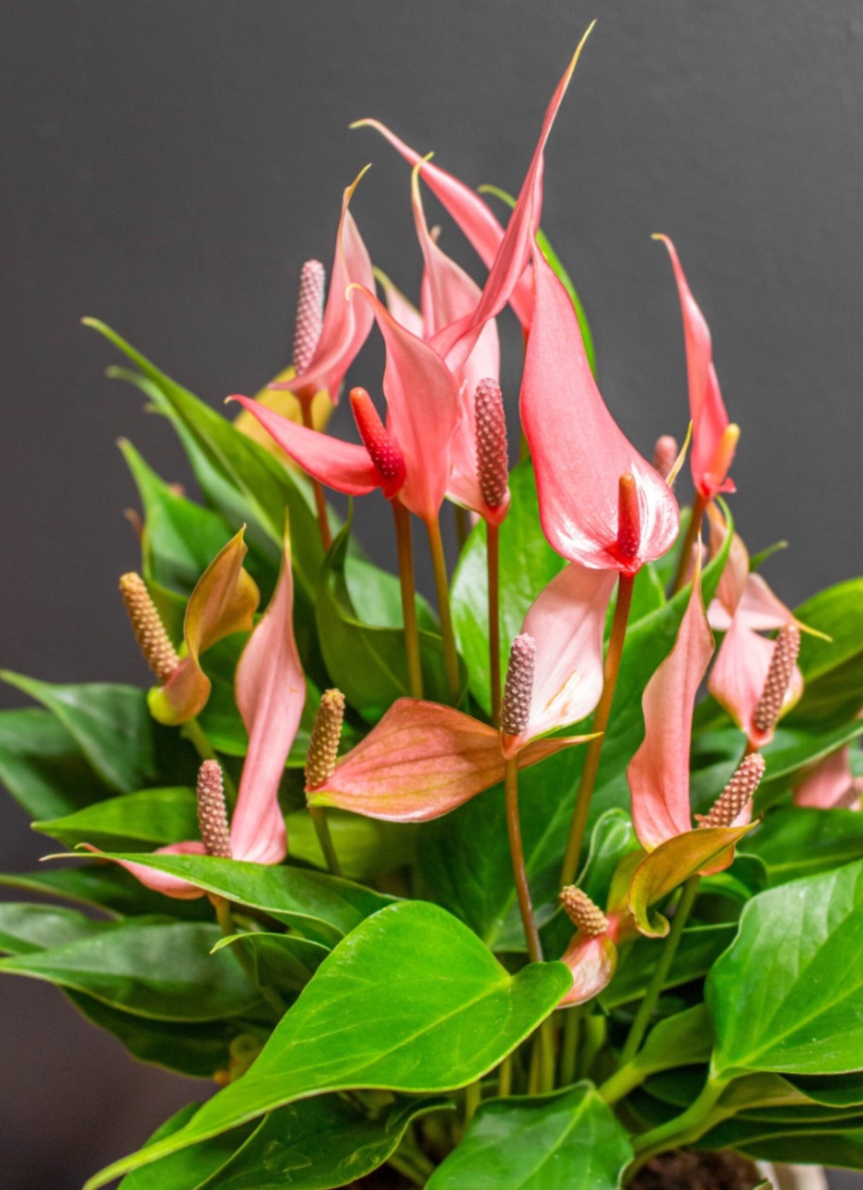 Anthurium Lilli (4")