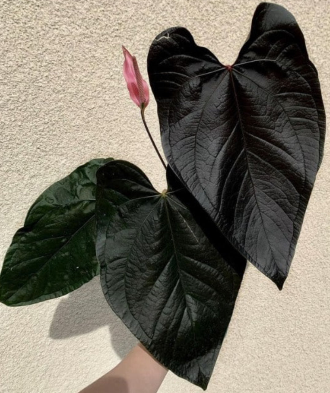 Anthurium Queen Of Hearts - 4in