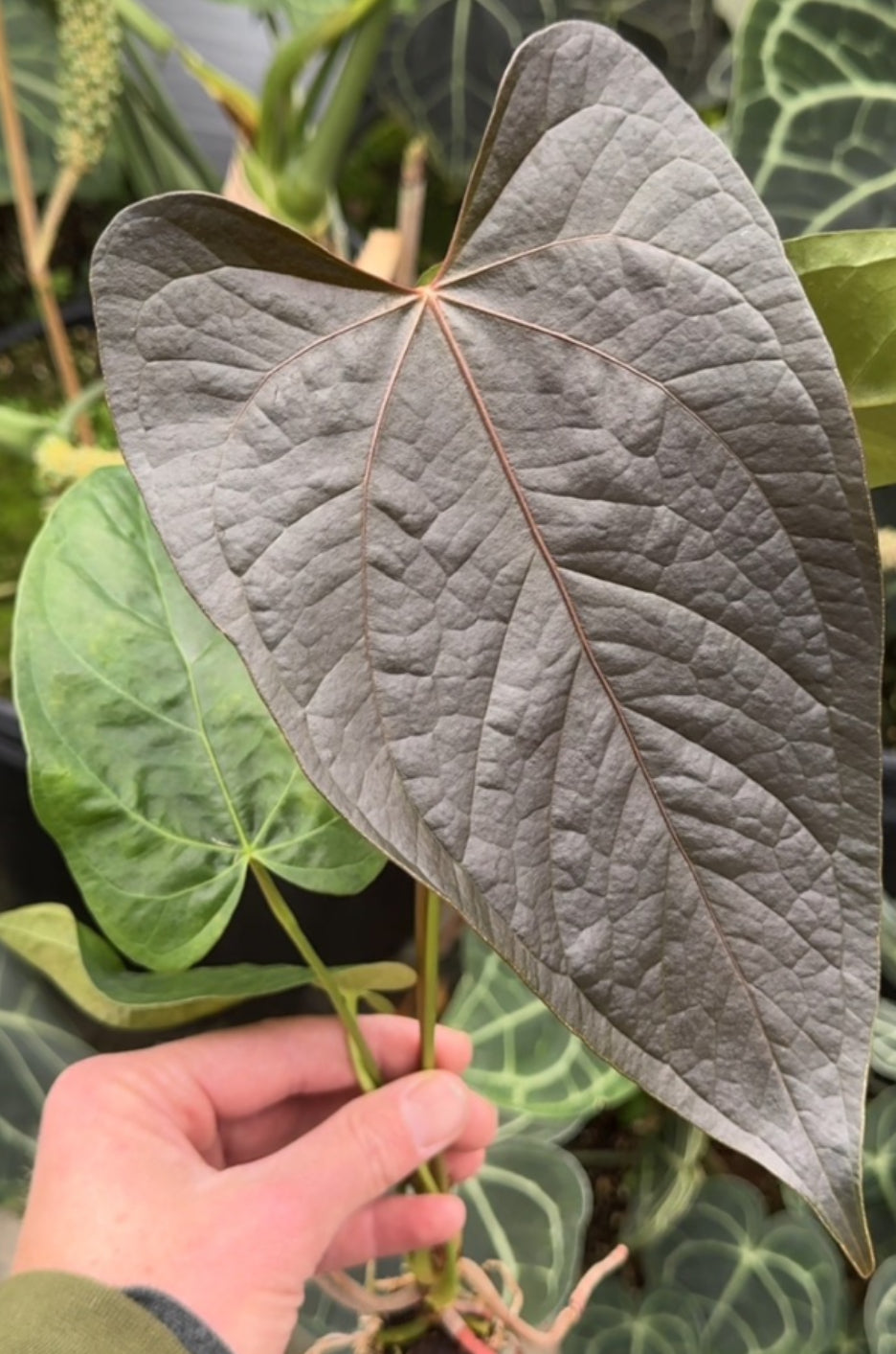 Anthurium Queen Of Hearts - 4in