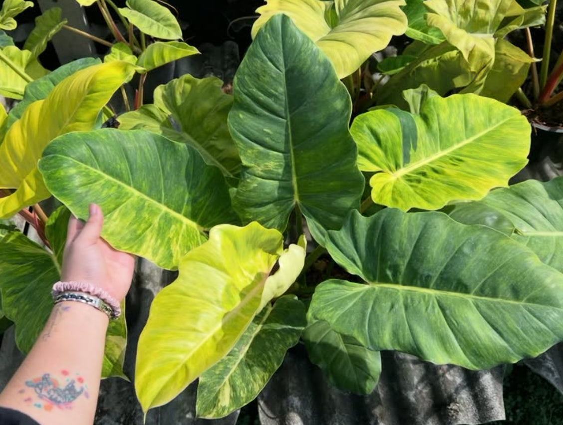 Philodendron Jungle Fever Variegated (4”)
