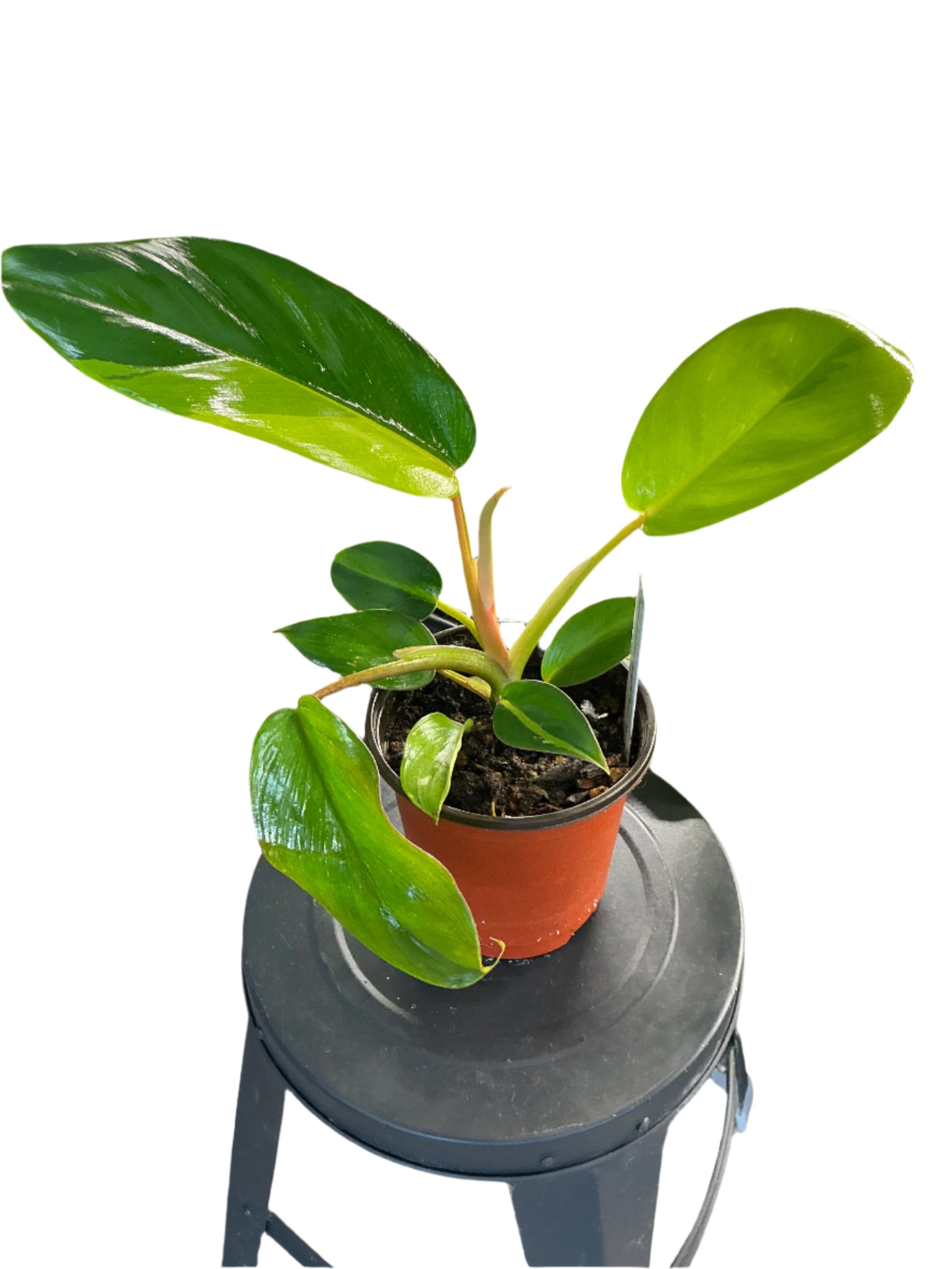 Philodendron Jungle Fever Variegated (4”)