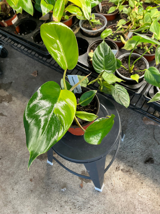 Philodendron Jungle Fever Variegated live philodendron from Mulliken Nursery