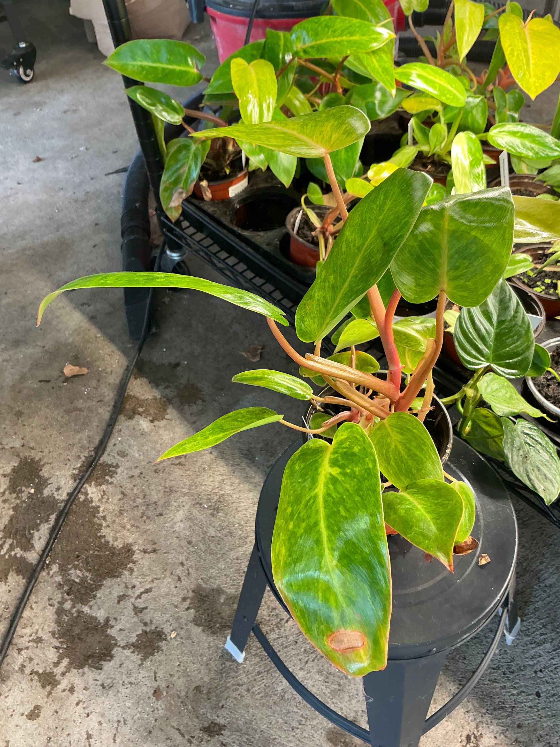 Philodendron Painted Lady - 04in