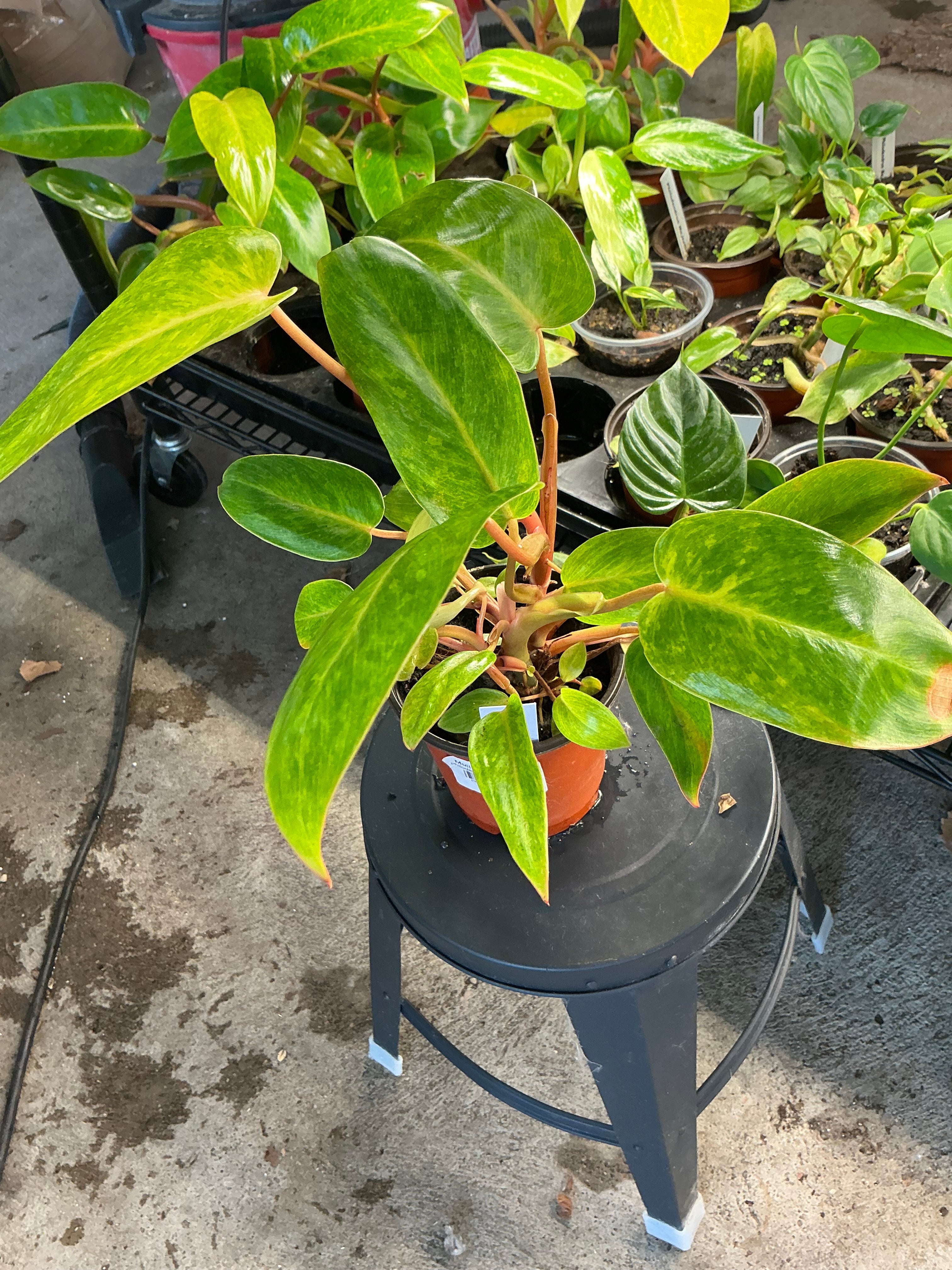 Philodendron Painted Lady live philodendron from Mulliken Nursery
