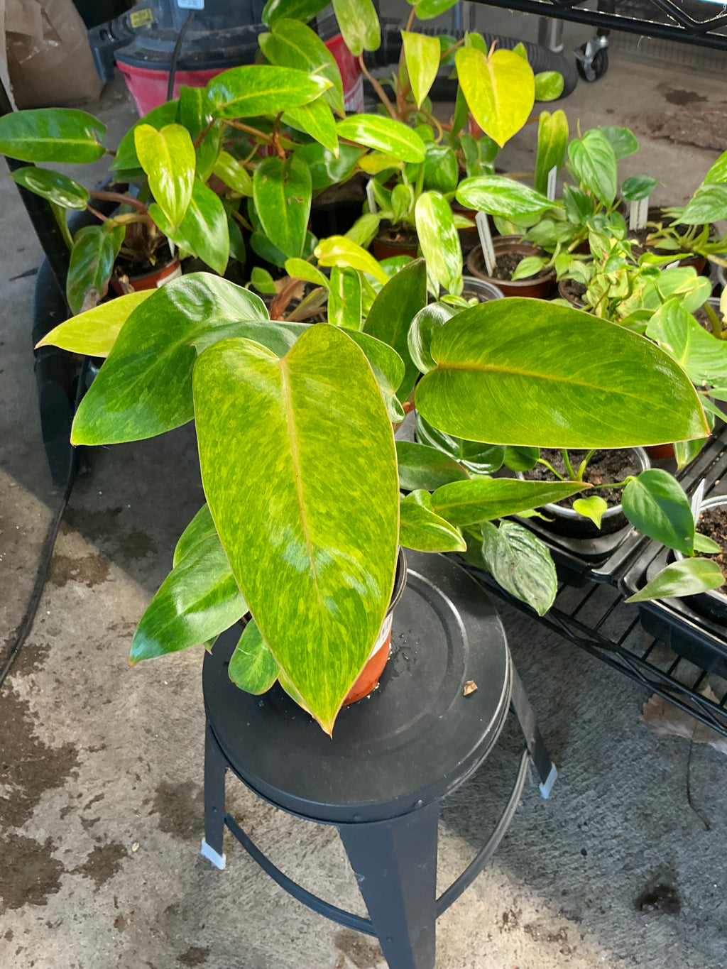 Philodendron Painted Lady - 04in