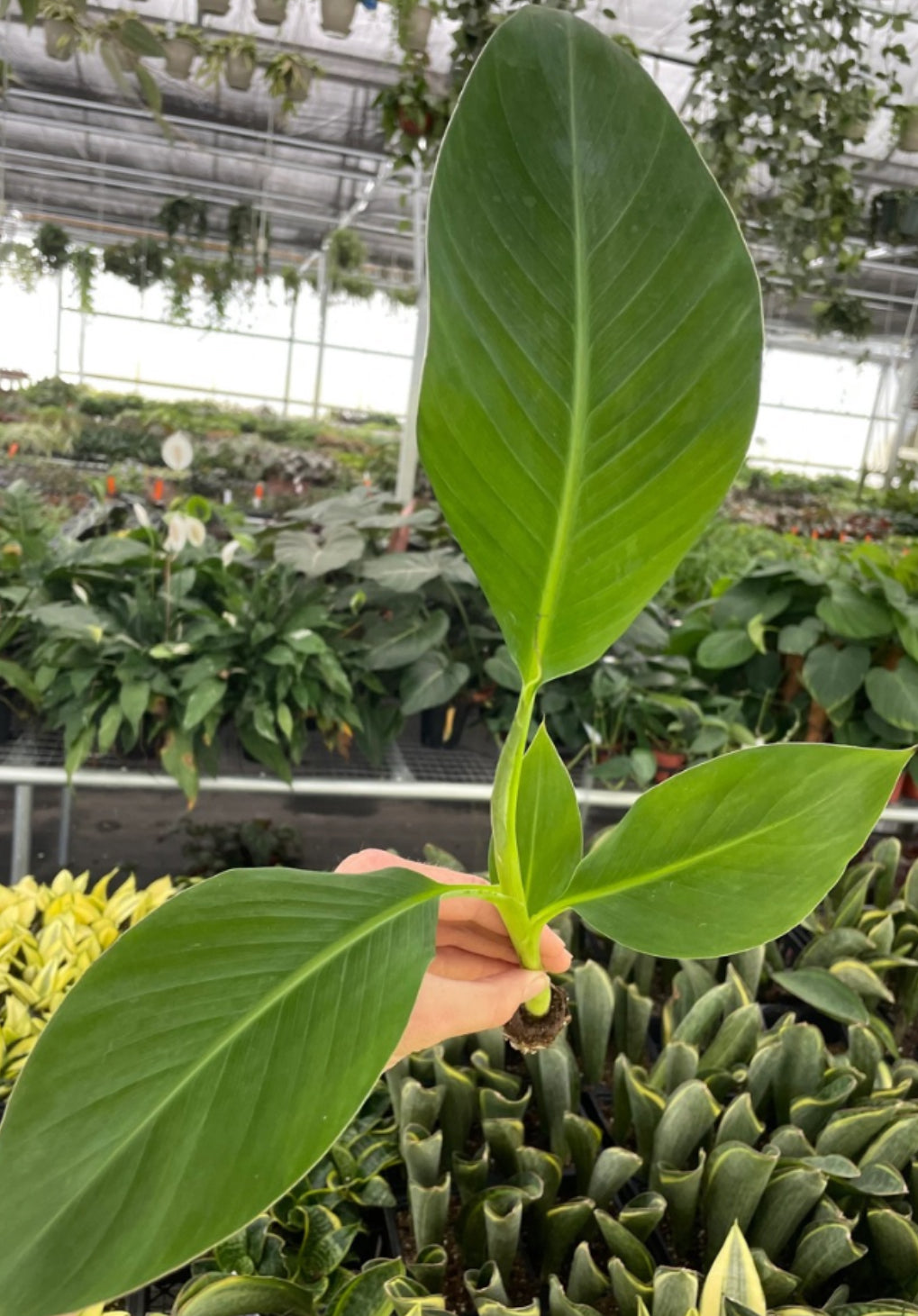 Musa Goldfinger live musa from Mulliken Nursery