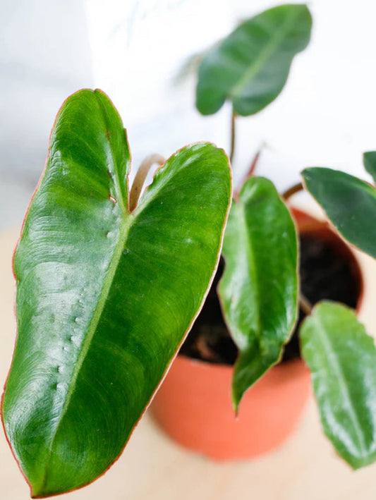 Philodendron Billietiae live philodendron from Mulliken Nursery