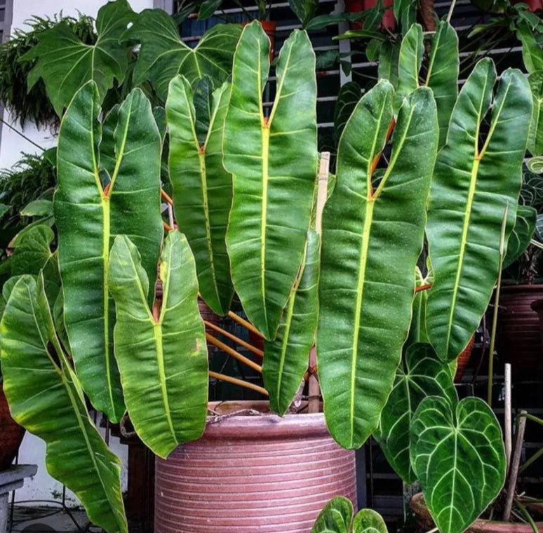 Philodendron Billietiae - 04in